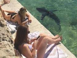 Hiu Terluka Ditempatkan di Kolam Renang Umum Sydney, Kenapa?