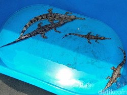 Penyelundupan 101 Hewan ke Madinah Digagalkan