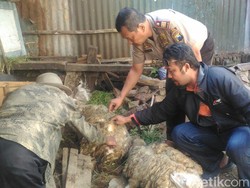 Kambing-Kucing-Ayam Mati Mendadak di Bekasi Diduga Keracunan Makanan