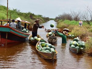 Foto: Keren! Petani Ini Panen Hasil Budidaya Semangka di Rawa
