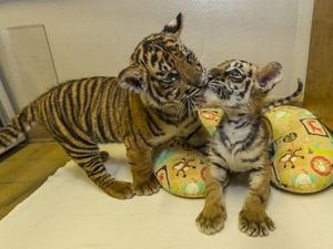 Gemasnya Saat Bayi Harimau Sumatera dan Benggala Berjumpa