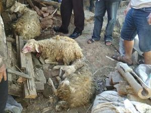 Jumlah Kambing Mati Misterius di Malang Bertambah Jumlah Kambing Mati Misterius di Malang Bertambah