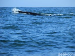 Bisa Jadi Ini Dia Alasan Puluhan Paus Dekati Pantai di Gunungkidul