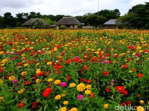 Banyak Aktivitas Seru di Kebun Bunga Cantik Jepang Ini