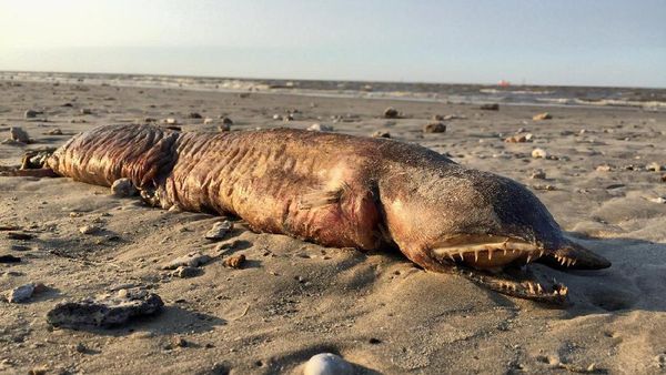 Penampakan Makhluk Misterius yang Terdampar di Pantai Texas