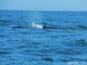Puluhan Paus Dekati Pantai di Gunungkidul Tak Bahayakan Wisatawan