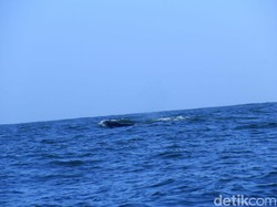 Puluhan Paus Terlihat di Pantai Gunungkidul, Pertanda Apa Ya?