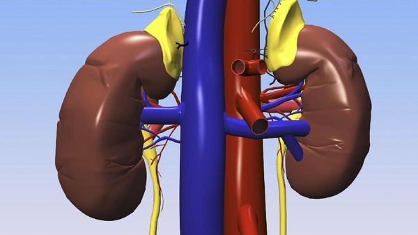 Deretan Penyebab Gagal Ginjal di Usia Muda
