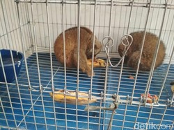 BKSDA Aceh Sita 2 Kucing Hutan dan Siamang dari Warga