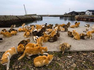 Video: Kucing di Pulau Ini 6 Kali Lipat Lebih Banyak dari Penduduk!