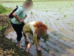 Korut Tawarkan Tur Menanam Padi dan Memetik Buah Bagi Turis Asing