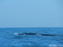 Ingin Memotret Kemunculan Paus di Pantai Gunungkidul, Begini Caranya