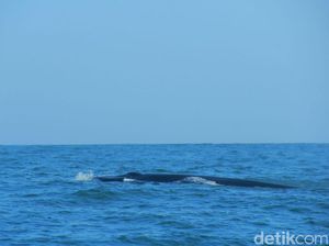 Ingin Memotret Kemunculan Paus di Pantai Gunungkidul, Begini Caranya Ingin Memotret Kemunculan Paus di Pantai Gunungkidul, Begini Caranya