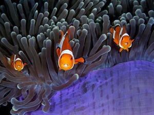 Jepretan Memukau Kontes Fotografi Satwa Liar Dunia