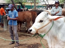 Barangkali BI Bisa Belajar Redenominasi Rupiah dari Pasar Sapi Ini