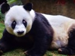 Video: Panda Tertua di Dunia Meninggal di Usia 37 Tahun