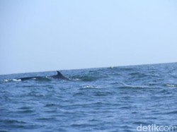 Munculnya Paus di Pantai Gunungkidul Jadi Berkah Bagi Nelayan