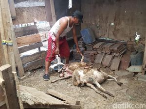 Kambing Mati Misterius Masih Terjadi di Malang Kambing Mati Misterius Masih Terjadi di Malang