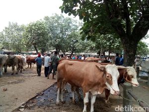Keluarga Peternak Sapi Pacitan: Tidak Ada Niat untuk Korupsi Keluarga Peternak Sapi Pacitan: Tidak Ada Niat untuk Korupsi