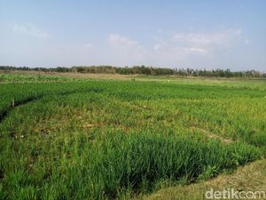 RI Punya Daerah Rentan Rawan Pangan, di Mana?