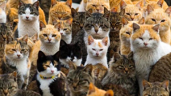 Meong... Pulau isinya Kucing