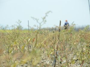 Puncak Kemarau, Petani Cabai di Rembang Dihantui Resiko Gagal Panen