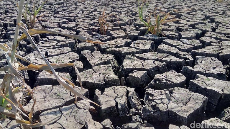 Ribuan Hektar Lahan Padi di Gunungkidul Puso Akibat Kekeringan