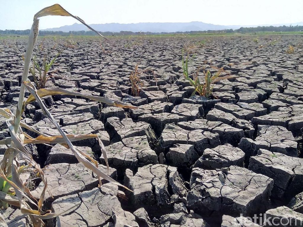 Ribuan Hektare Lahan Padi di Gunungkidul Puso Akibat Kekeringan Ribuan Hektare Lahan Padi di Gunungkidul Puso Akibat Kekeringan