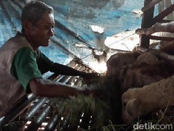 Kisah Kakek Datam, 15 Tahun Hidup Sendirian di Kandang Kambing