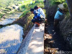 Proyek Irigasi Viral, Kejari Bondowoso Tunggu Perkembangan Proyek Irigasi Viral, Kejari Bondowoso Tunggu Perkembangan