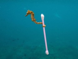 Parah! Viral Foto Kuda Laut Bawa Sampah Cotton Bud di Laut Sumbawa