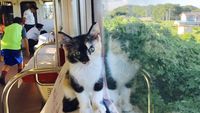 Yuk, Intip Suasana Kafe Kucing dalam Kereta yang Unik di Jepang!