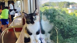 Yuk, Intip Suasana Kafe Kucing dalam Kereta yang Unik di Jepang!