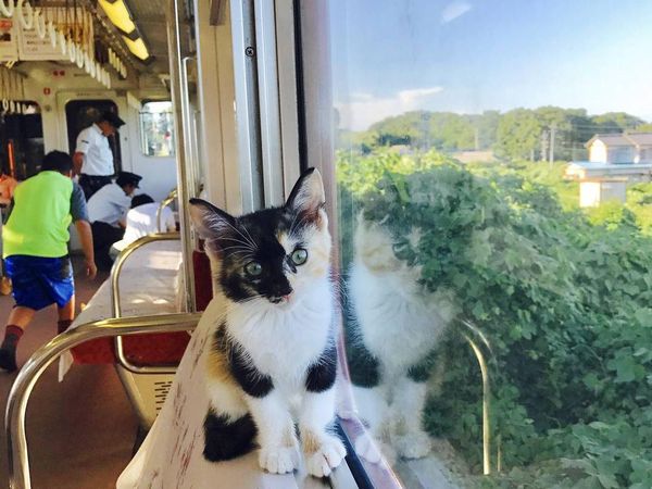 Yuk, Intip Suasana Kafe Kucing dalam Kereta yang Unik di Jepang!