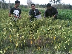 Petani di Bantul ini Gratiskan Cabai Rawit
