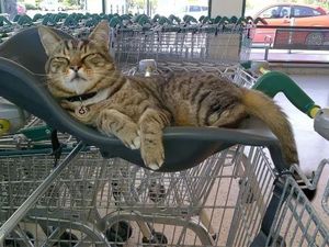 Kucing yang Jadi Pengunjung Setia Supermarket Ini Tetap Dikenang Meski Sudah Tiada