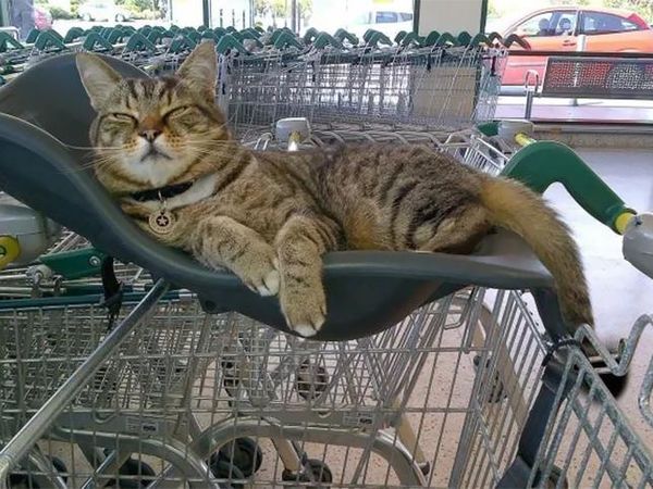 Kucing yang Jadi Pengunjung Setia Supermarket Ini Tetap Dikenang Meski Sudah Tiada