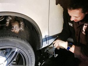 Bikin Kaget! Koala Ditemukan di Sela Roda Mobil yang Berjalan