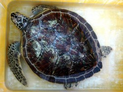 Ini 4 Penyu yang Bisa Dijumpai di Banyuwangi