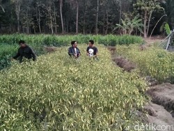 Ini Alasan Petani di Bantul Gratiskan Cabai Rawitnya