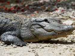 Klaim Dialog Gaib di Balik Penemuan Jenazah Korban Buaya