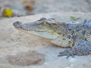 Hii! Pria Ini Taruh Buaya Hidup untuk Bahan Makan Malamnya di Kolam Publik