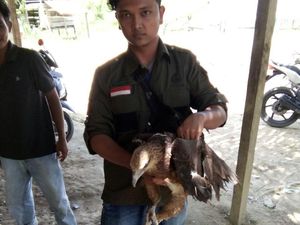BKSDA Aceh Selamatkan Elang Paria yang Ditabrak Speedboat