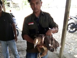 BKSDA Aceh Selamatkan Elang Paria yang Ditabrak Speedboat