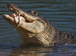 Musim Kawin Beda, Ini Alasan Suprianto di Riau Termakan Buaya