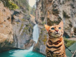 Suki, Kucing yang Suka Traveling