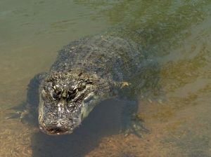Buaya Kembali Serang Manusia, Kini di Rokan Hilir Riau Buaya Kembali Serang Manusia, Kini di Rokan Hilir Riau