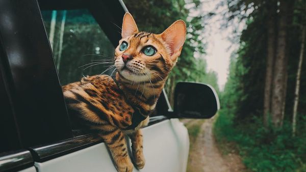 Foto: Suki, Si Kucing yang Suka Traveling