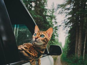 Foto: Suki, Si Kucing yang Suka Traveling