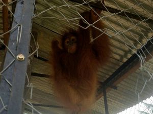 Disangka Karung Ganja di Aceh Timur, Eh Isinya Orang Utan